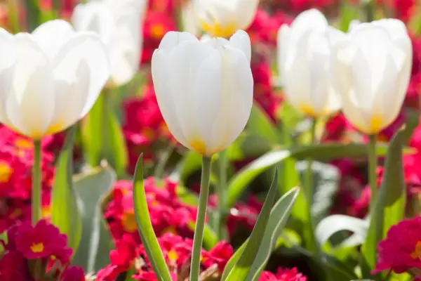 Hvad man skal plante med forårspærer