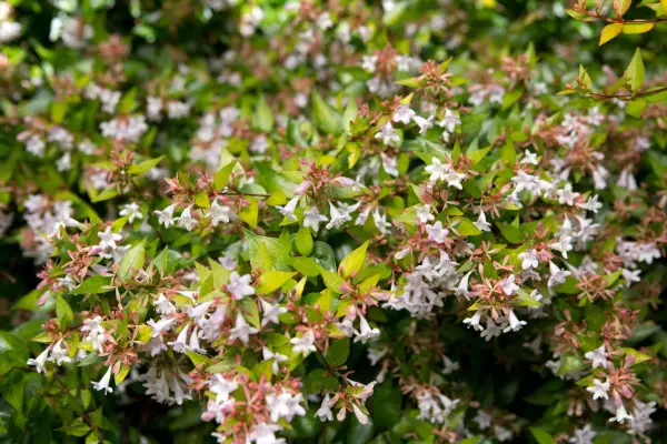 Abelia x grandiflora 'Goldsport'