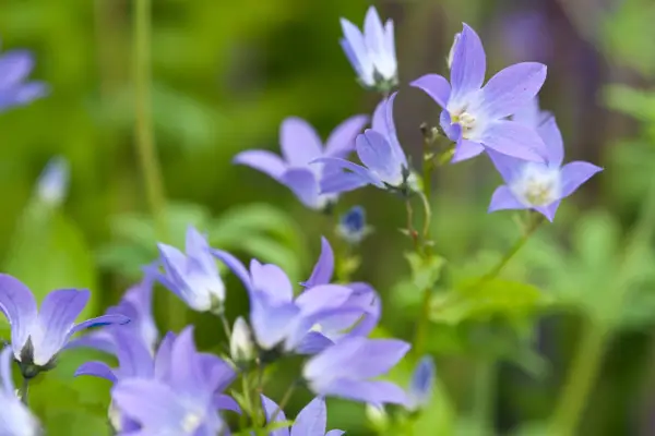Campanula lactiflora „Varietatea lui Prichard”