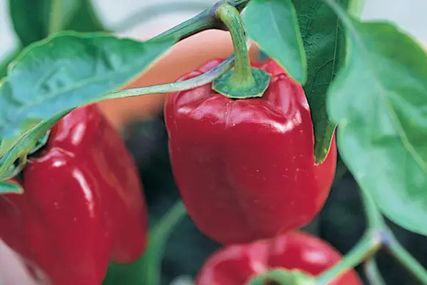 Capsicum år 'Redskin'