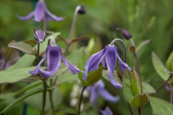 Clematis „niebieskie wstążki”