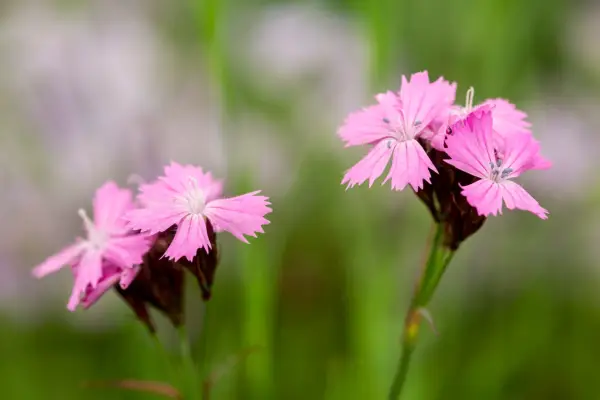 Dianthus Carthusianorum