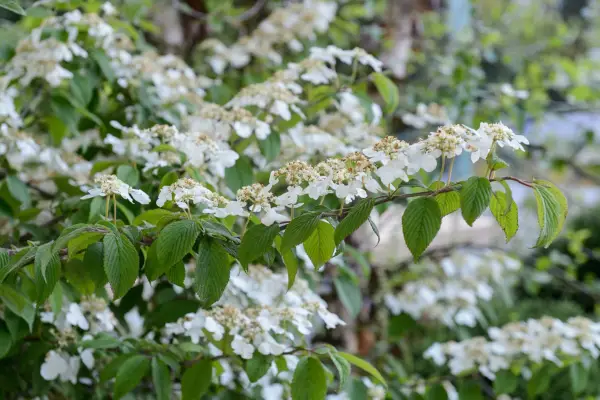 Otte af de bedste viburnums at vokse