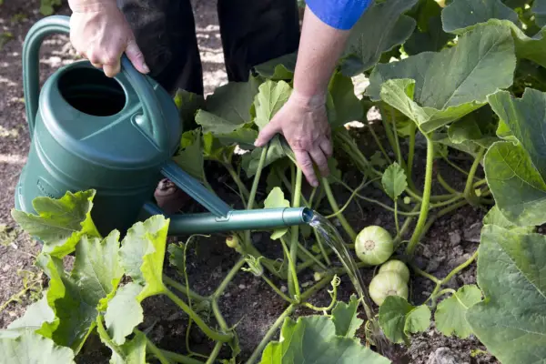 watering-courgette-plants-2