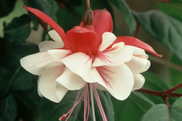 Fuchsia 'Swingtime'