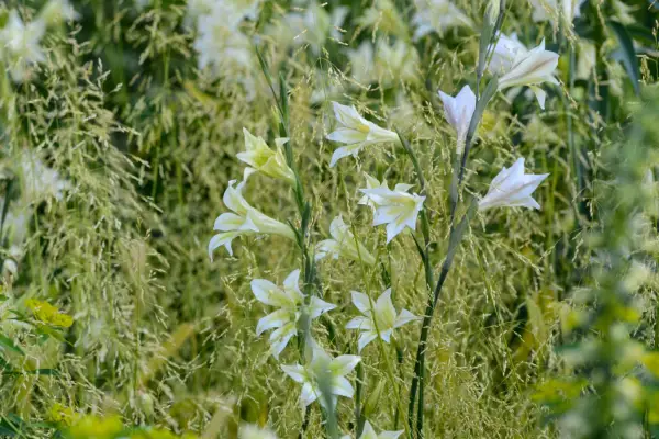 גלדיולוס עצוב