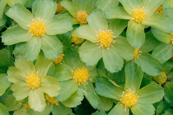 Hacquetia epipactis