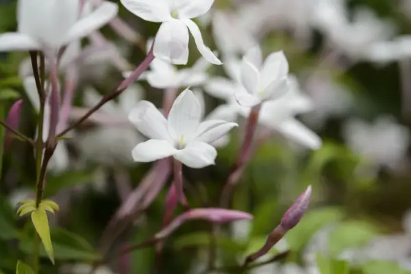 Jasminum polyanthum