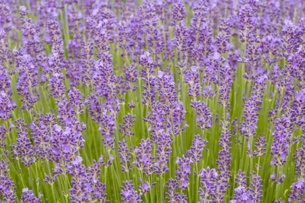 Munstead lavender. Getty Images