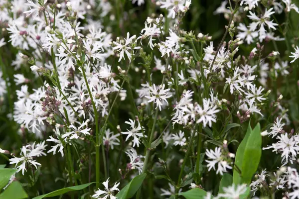 Lychnis flolos-cuculi 'whike robin'