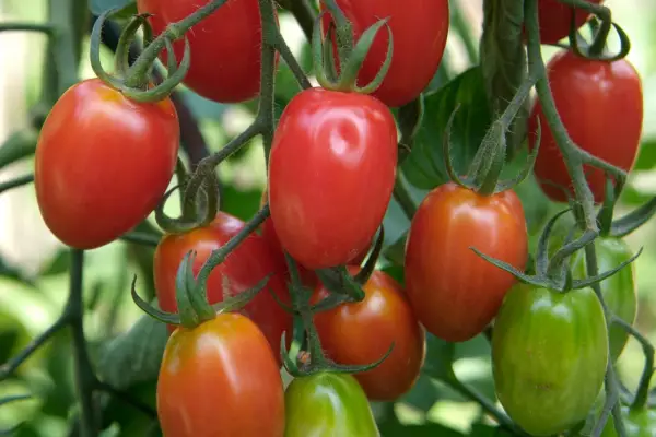 lycopersicon esculentum '핑크'