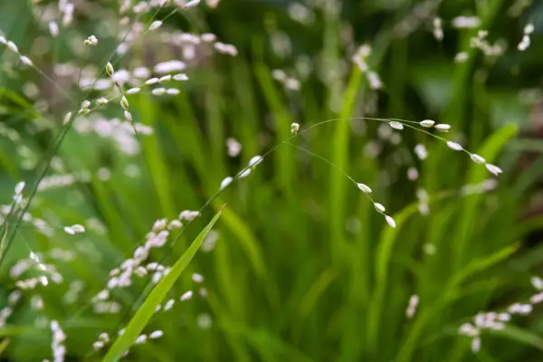 Melica altissimo 'alba'