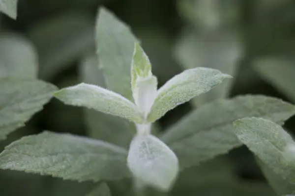 Mentha longifolia