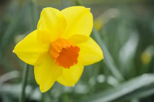 Narcissus 'těsnicí vosk'