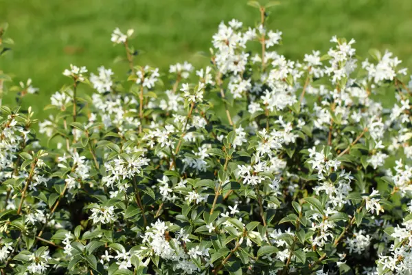 Osmanthus x Burkwoodii