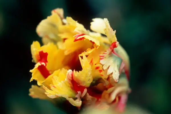 Twisted and frilled, red-streaked yellow petals of Tulip 