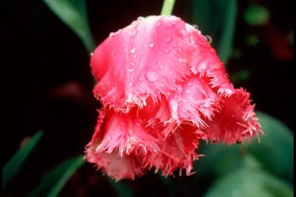 Delicately fringed white edges to red petals of Tulip 