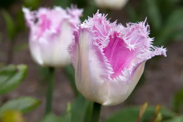 Lilac-pink and white flowers of Tulip 