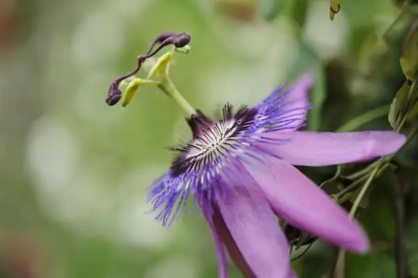 Passiflora 'Ametista'