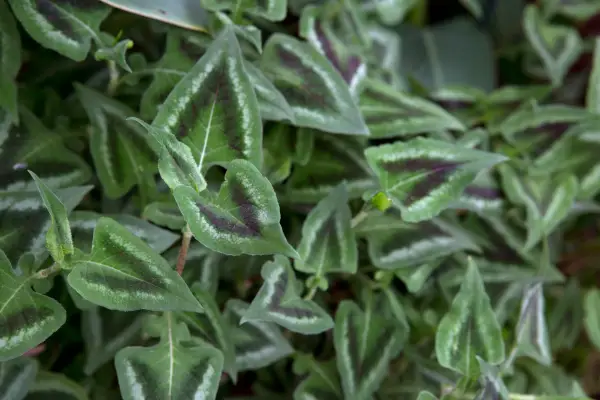 Persicaria runcinata 'lila Fantasie'