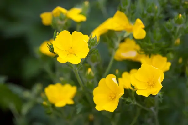 Potentilla 'Yellow Queen'