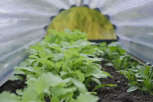 Protéger les jeunes végétaux au printemps
