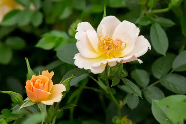 Rosa „Zile fericite”