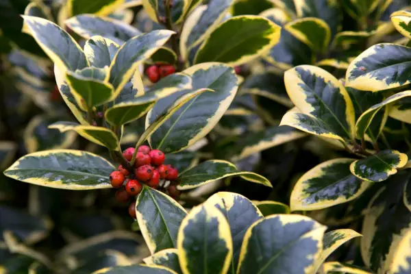Ilex x altaclerensis 