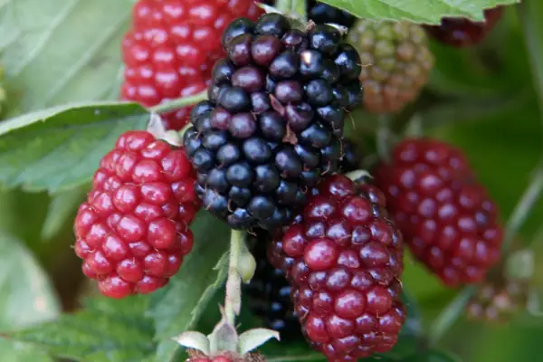 Blackberry 