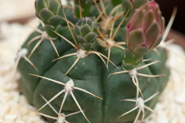 Gymnocalycium denuadatum