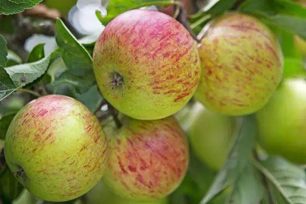 Apples on a patio tree