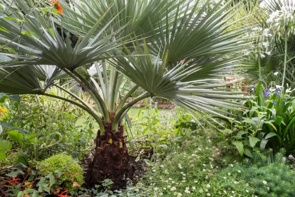 Mexican blue palm, Brahea armata
