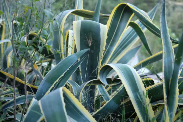 Agave americane „variate”