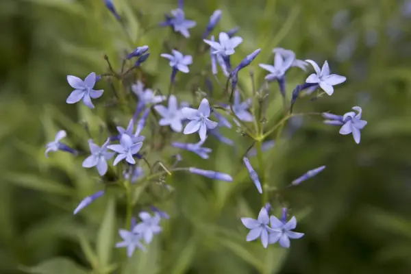 Amsonia orientalis