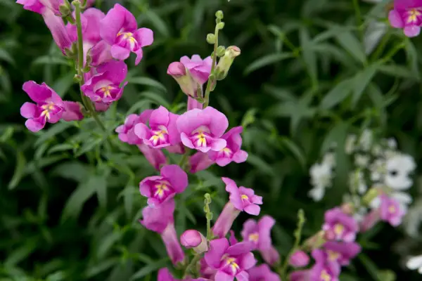Antirrhinum 'יפה בורוד'