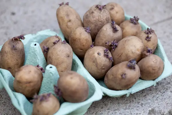 Chitting potatoes