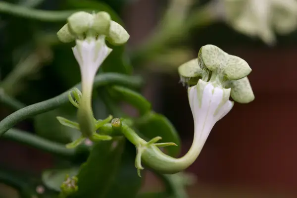 Ceropegia sandersonii