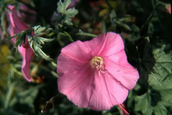 Convolvulus altaeoides