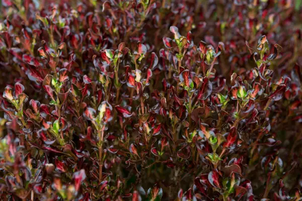 Coprosma Repens 'Pacific Sunset'