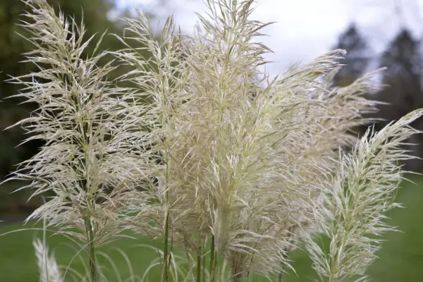 Cortarderia Selloana 'Pumila'