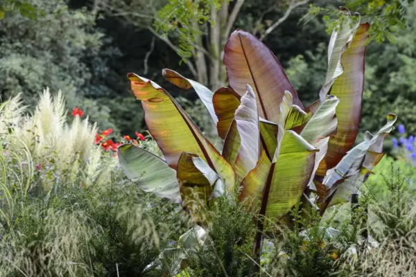 Ensete ventricosum 'maurelii'