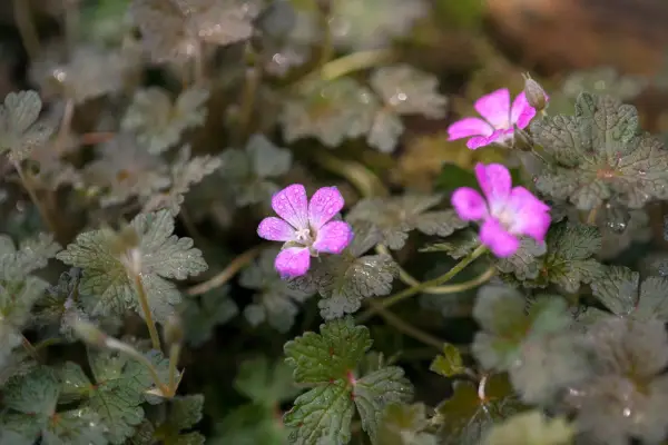 Geranium 'Orkney Cherry'
