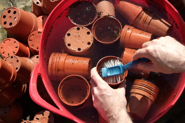 Scrubbing soaked plant pots clean
