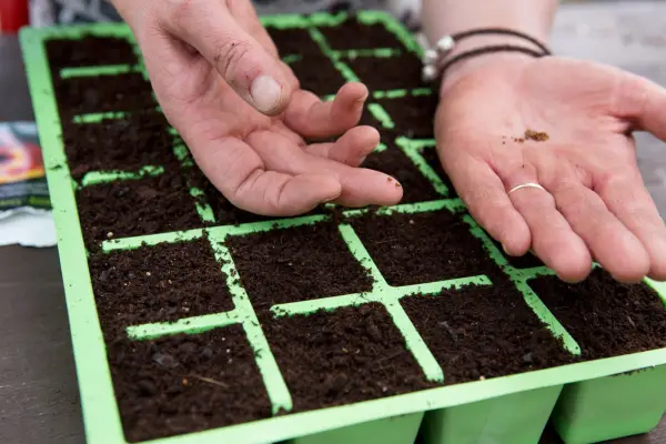 Sowing seeds into cellular trays