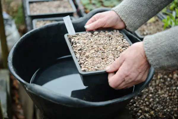 Placing a planted seed tray into a shallow trug of water