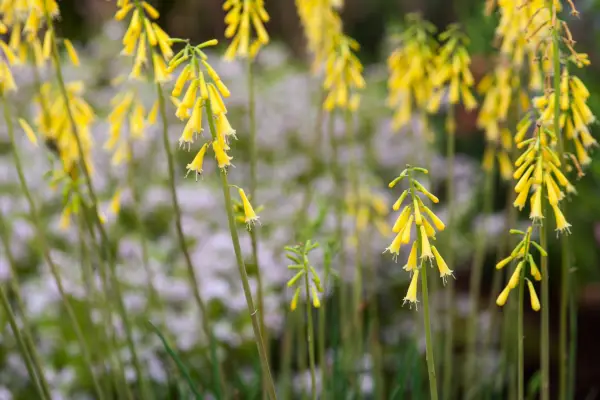 Kniphofia pauciflora