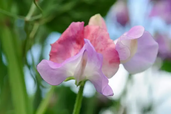 Lathyrus lukter ild og is