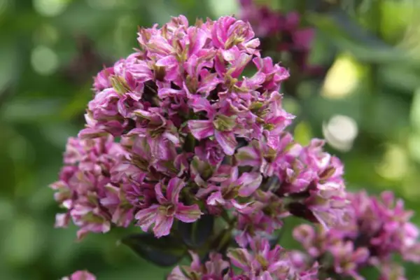 Phlox paniculata 'sentimentos naturais'