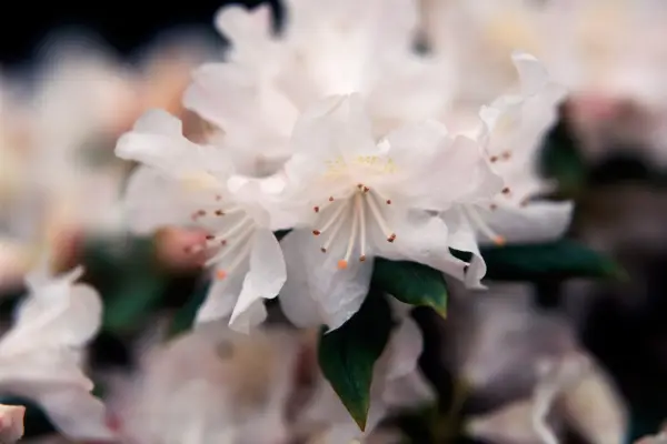 Rododendro 'Dora Amateis'