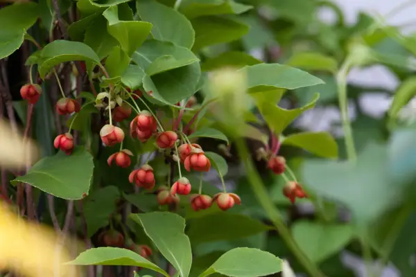 Schisandra Rubriflora